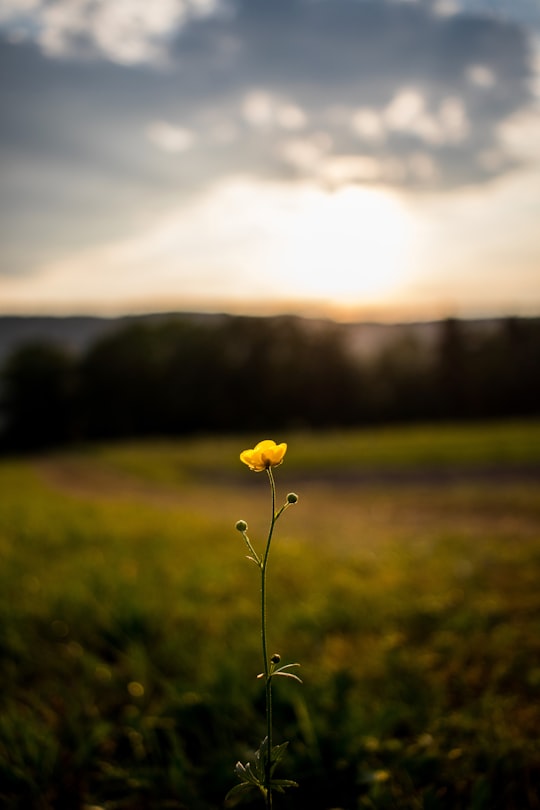 yellow flower in tilt shift lens in Irrsee Austria