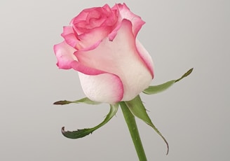 pink rose in close up photography