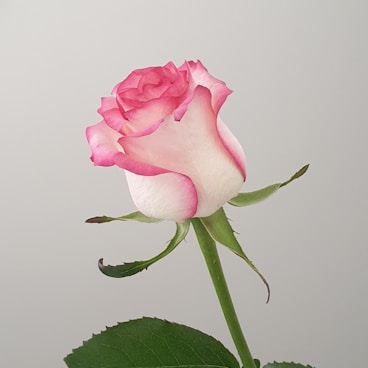 pink rose in close up photography