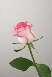 pink rose in close up photography
