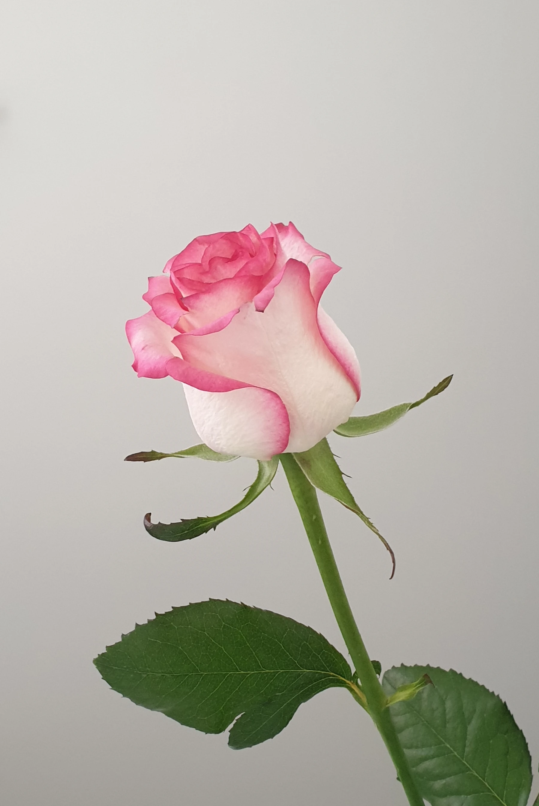 Séance de déprogrammation du mental et libération émotionnelle - Naïa Rosa