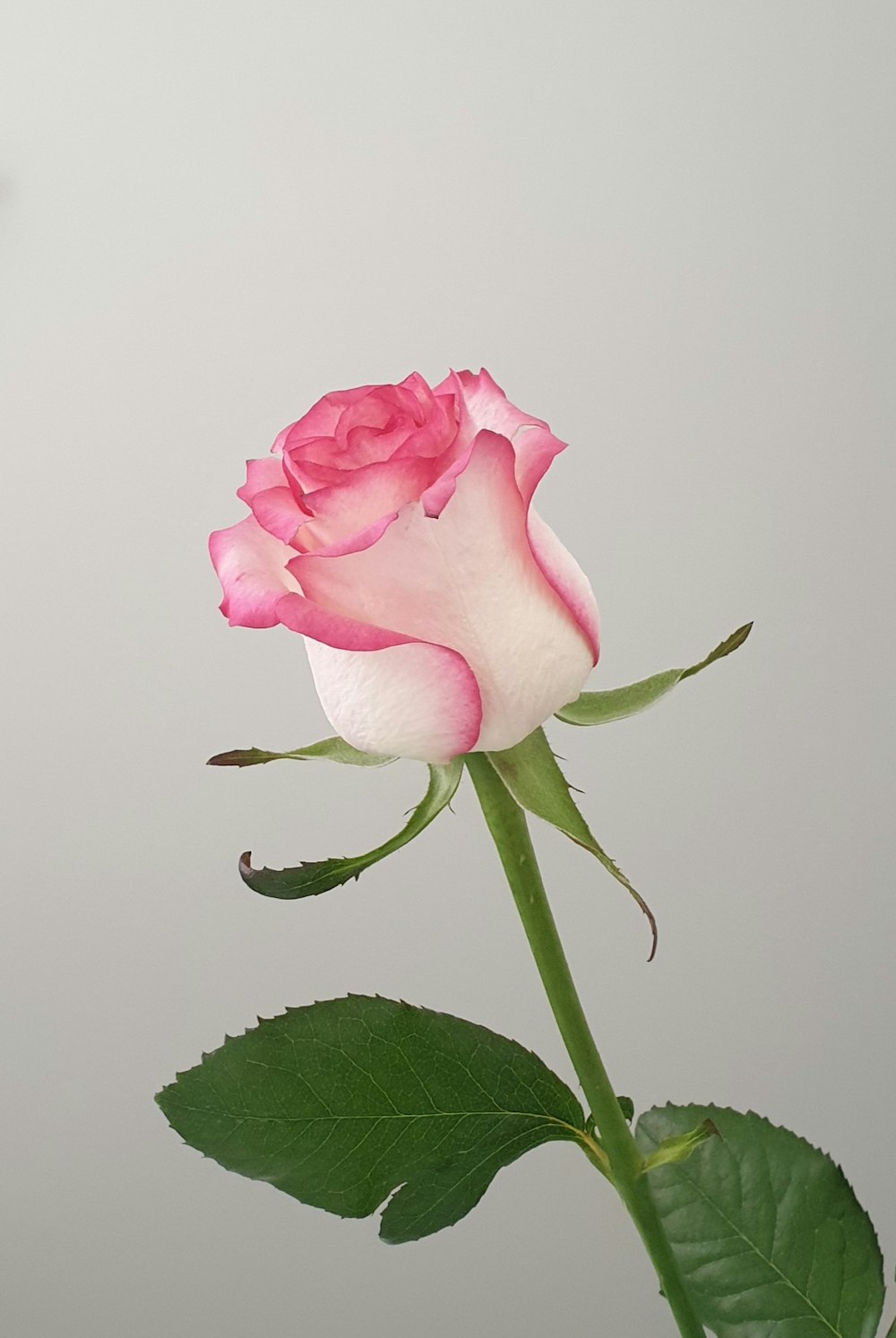 クローズアップ写真でピンクのバラ