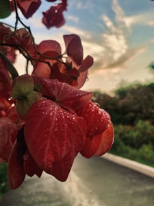 Flor Roja Viva