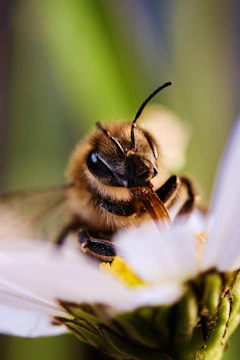 black and yellow bee on white flower