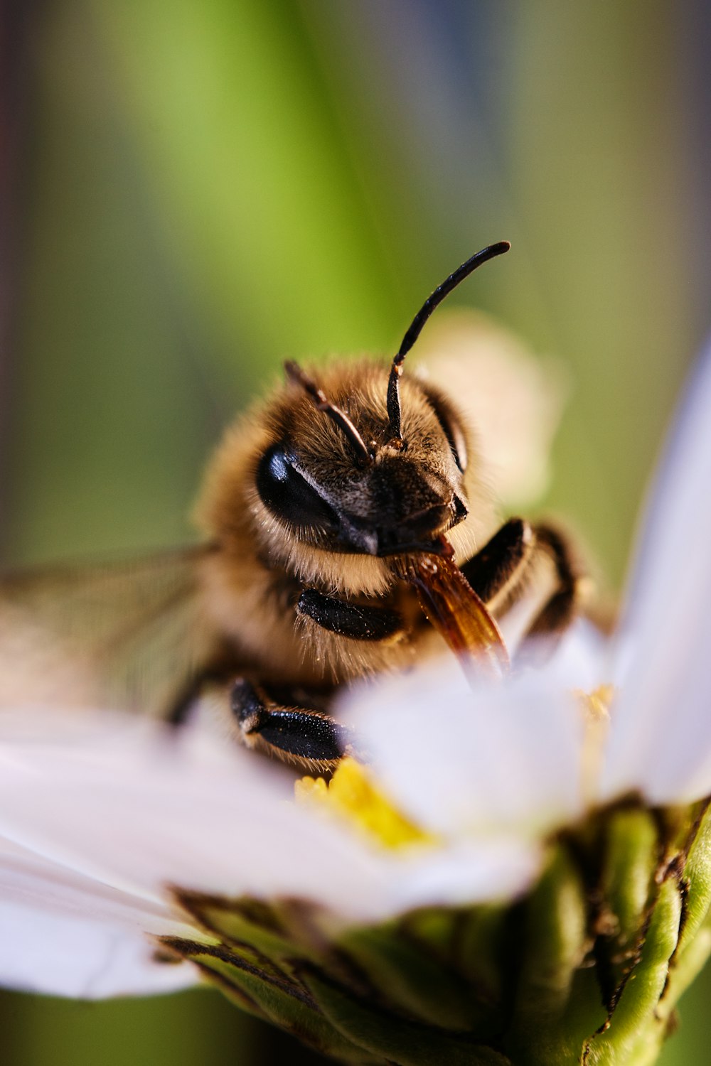 black and yellow bee on white flower