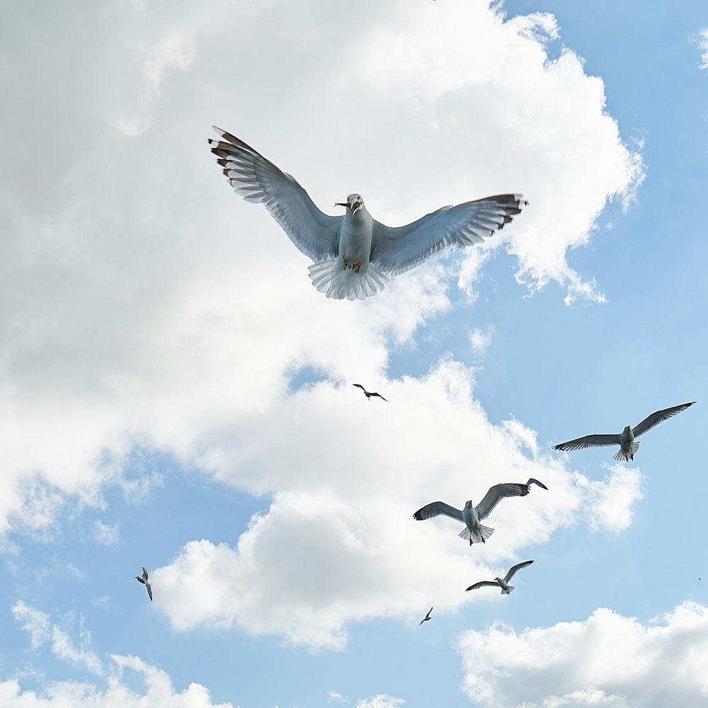 white birds flying under blue sky during daytime