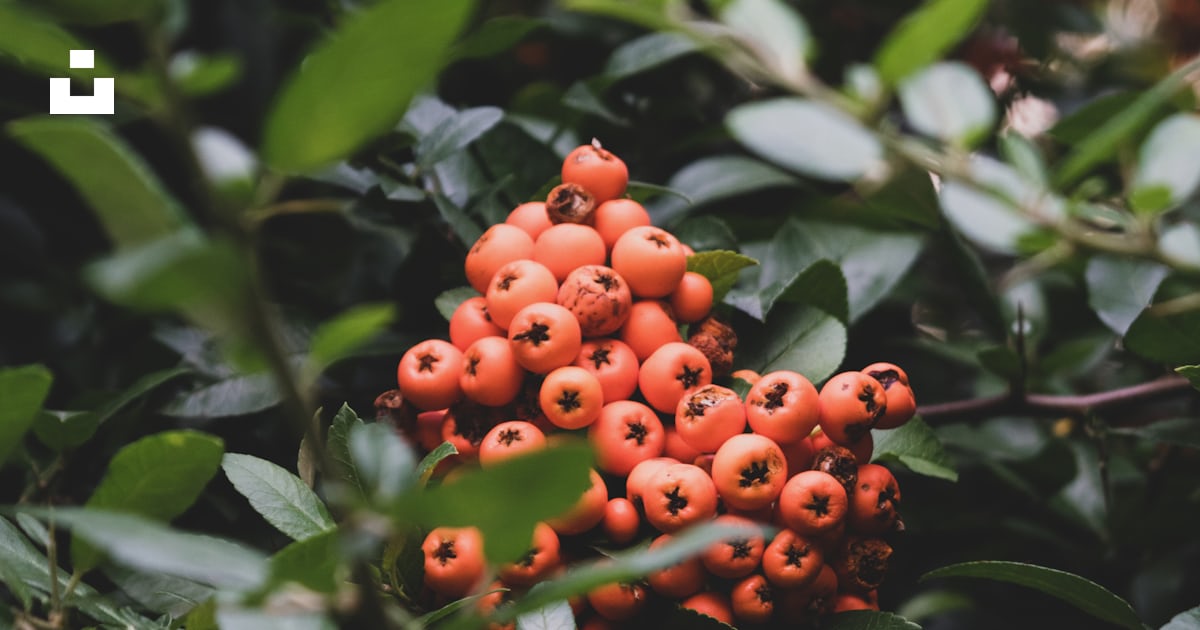 Fruits ronds rouges sur l'arbre photo – Photo Plante Gratuite sur Unsplash