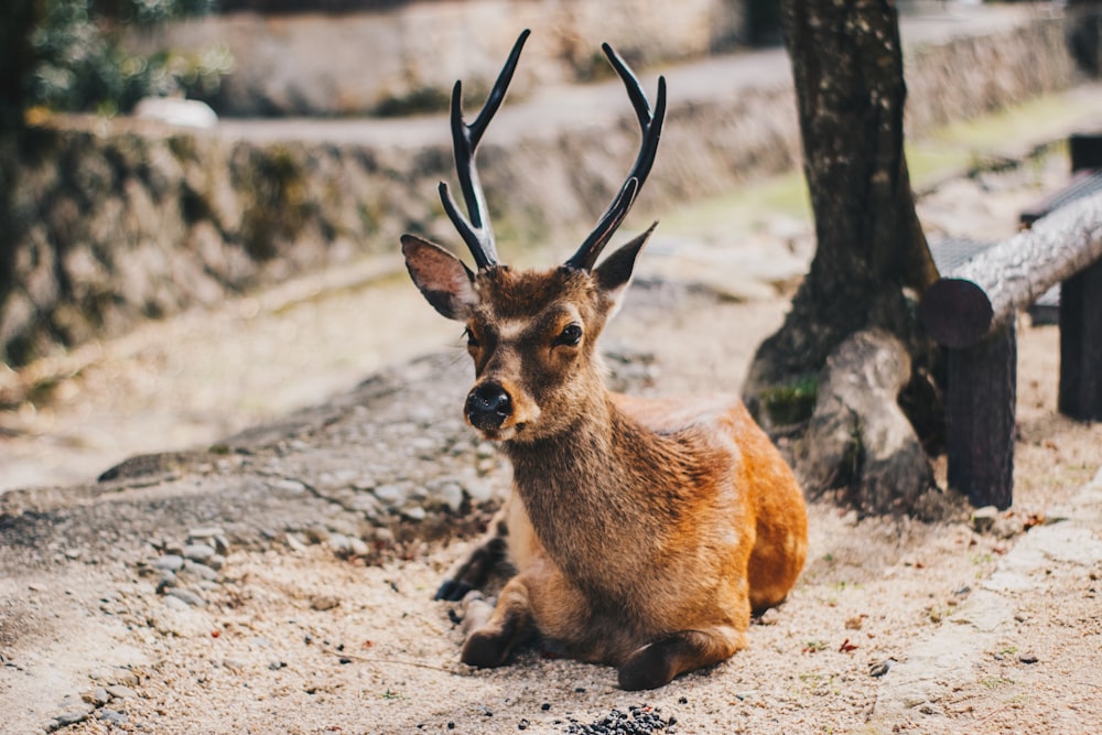 brown and white deer on brown soil during daytime