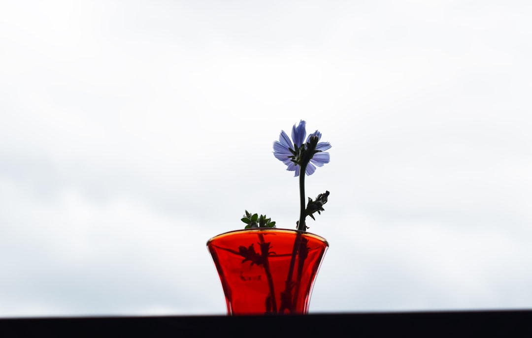 purple flower in red ceramic vase