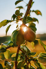 red apple fruit on tree branch