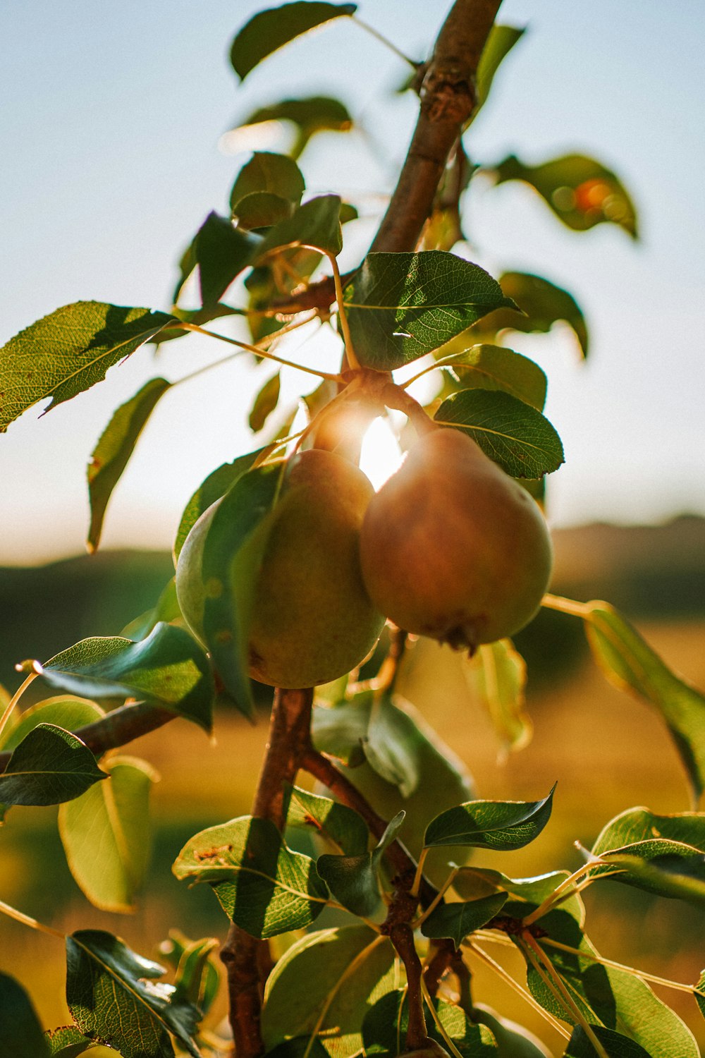 fruta da maçã vermelha no galho da árvore