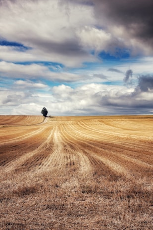 Golden fields stretching to the horizon with a lone tree standing tall.