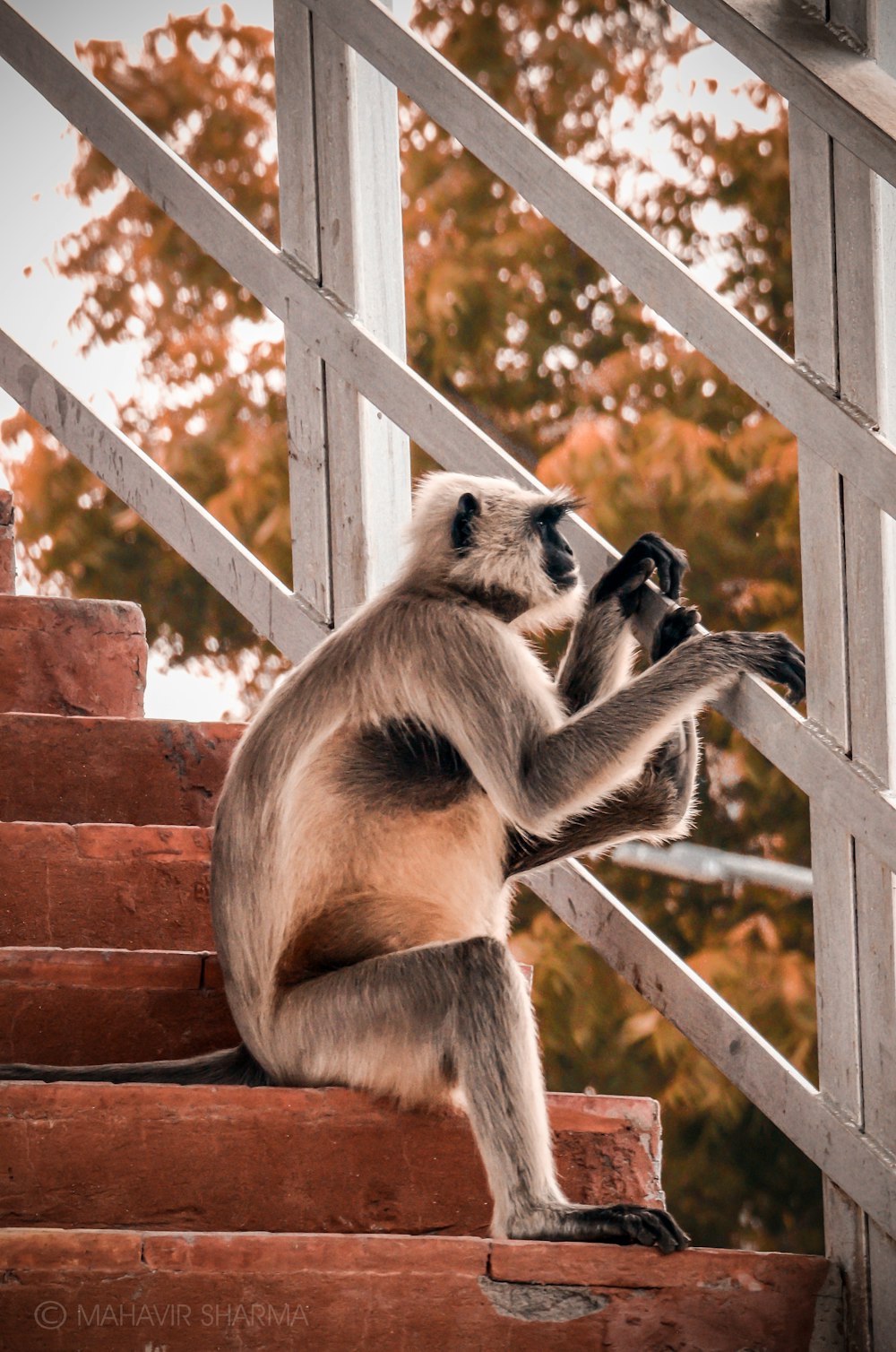 singe brun assis sur une clôture en bois marron pendant la journée