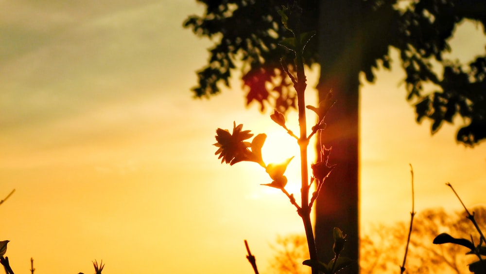 silhouette of tree during sunset