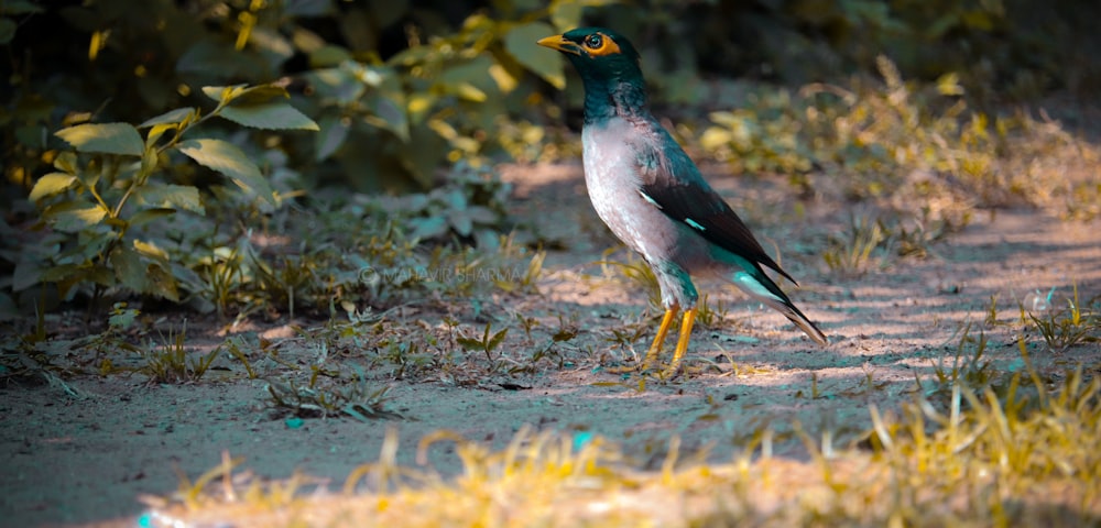 blue and white bird on brown dried leaves during daytime