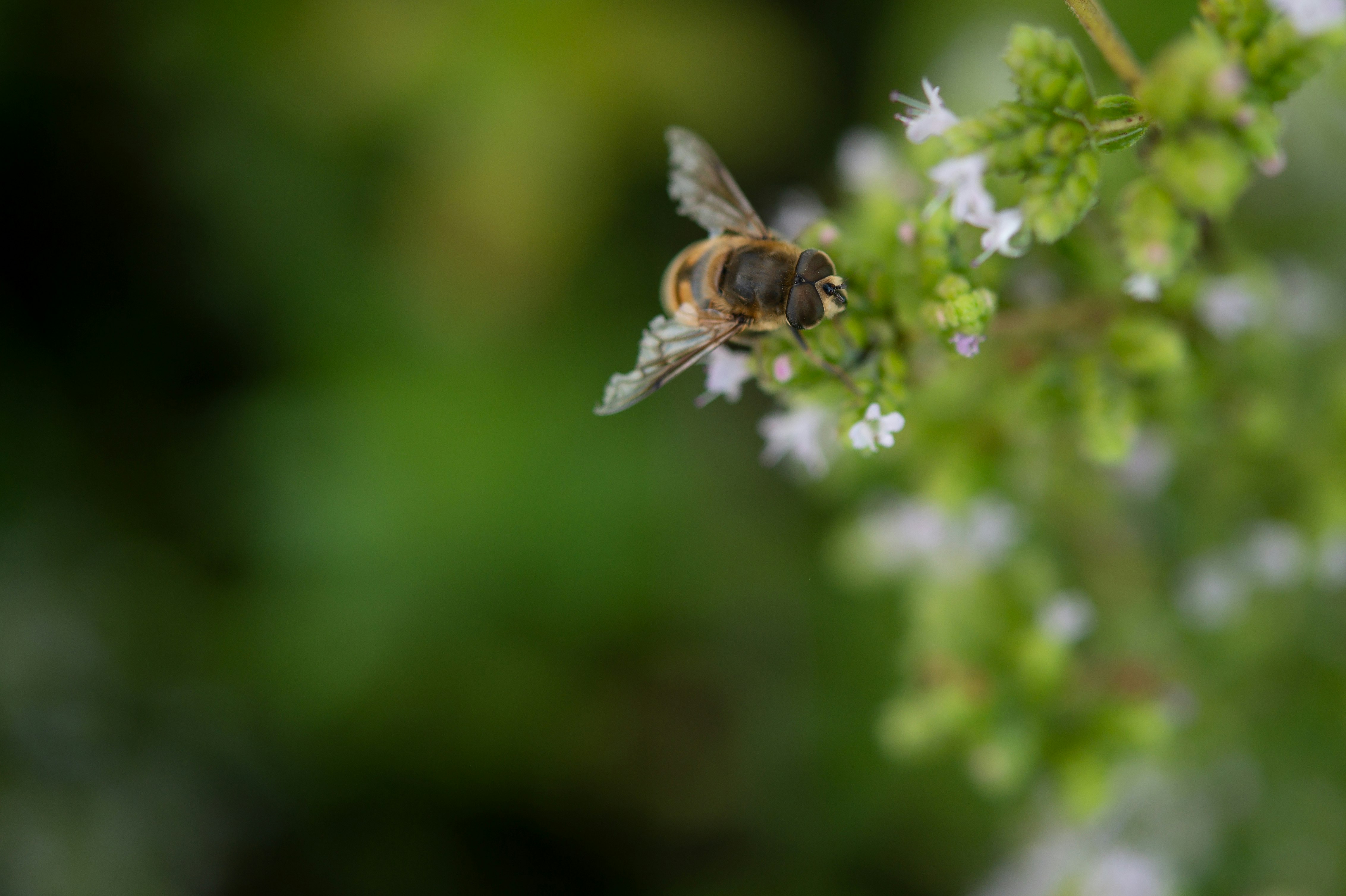 honeybee perched on purple flower in close up photography during daytime