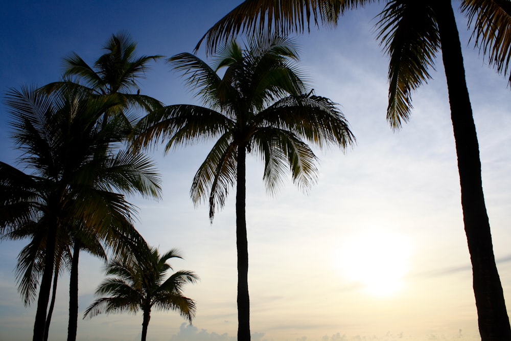 palm tree under blue sky during daytime