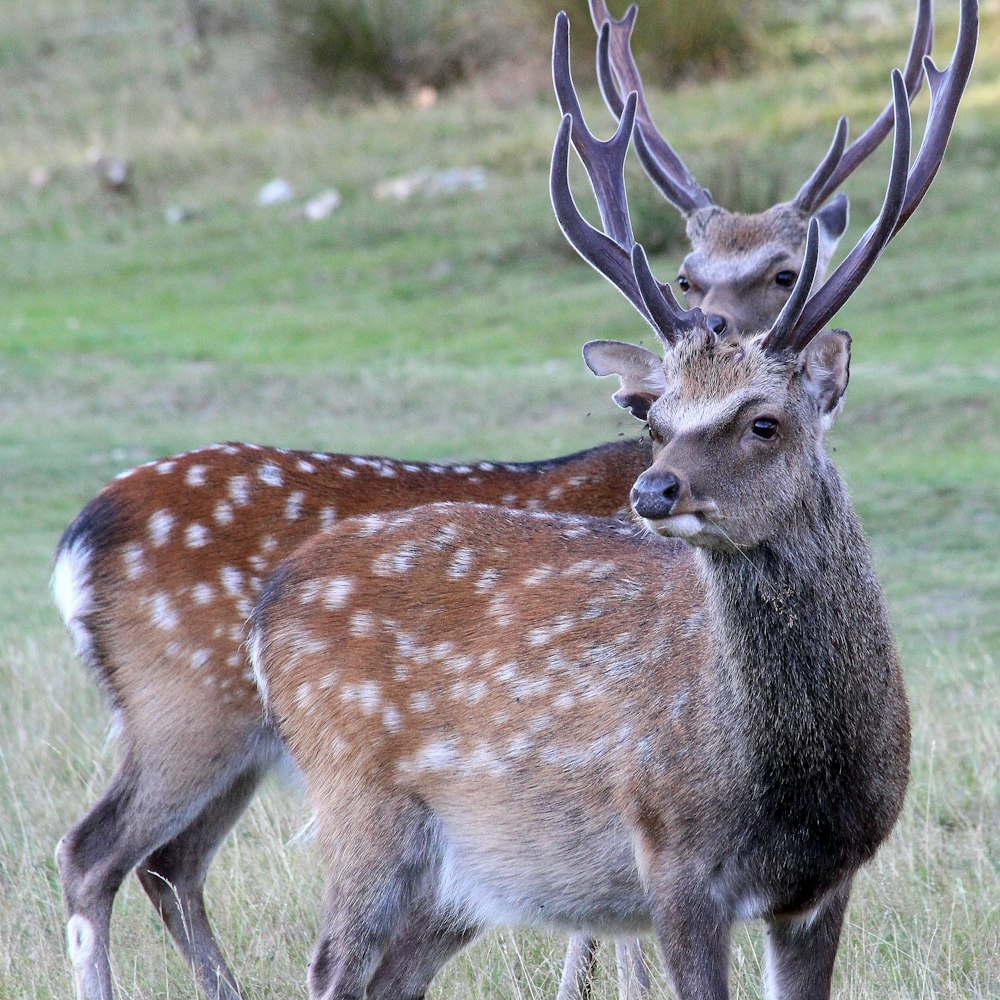 brown and white deer on green grass field during daytime