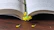 An open book of poetry with delicate flowers scattered around it on a wooden table.