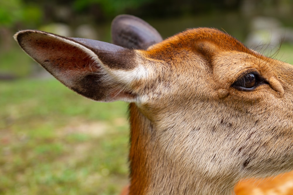 brown deer on green grass during daytime