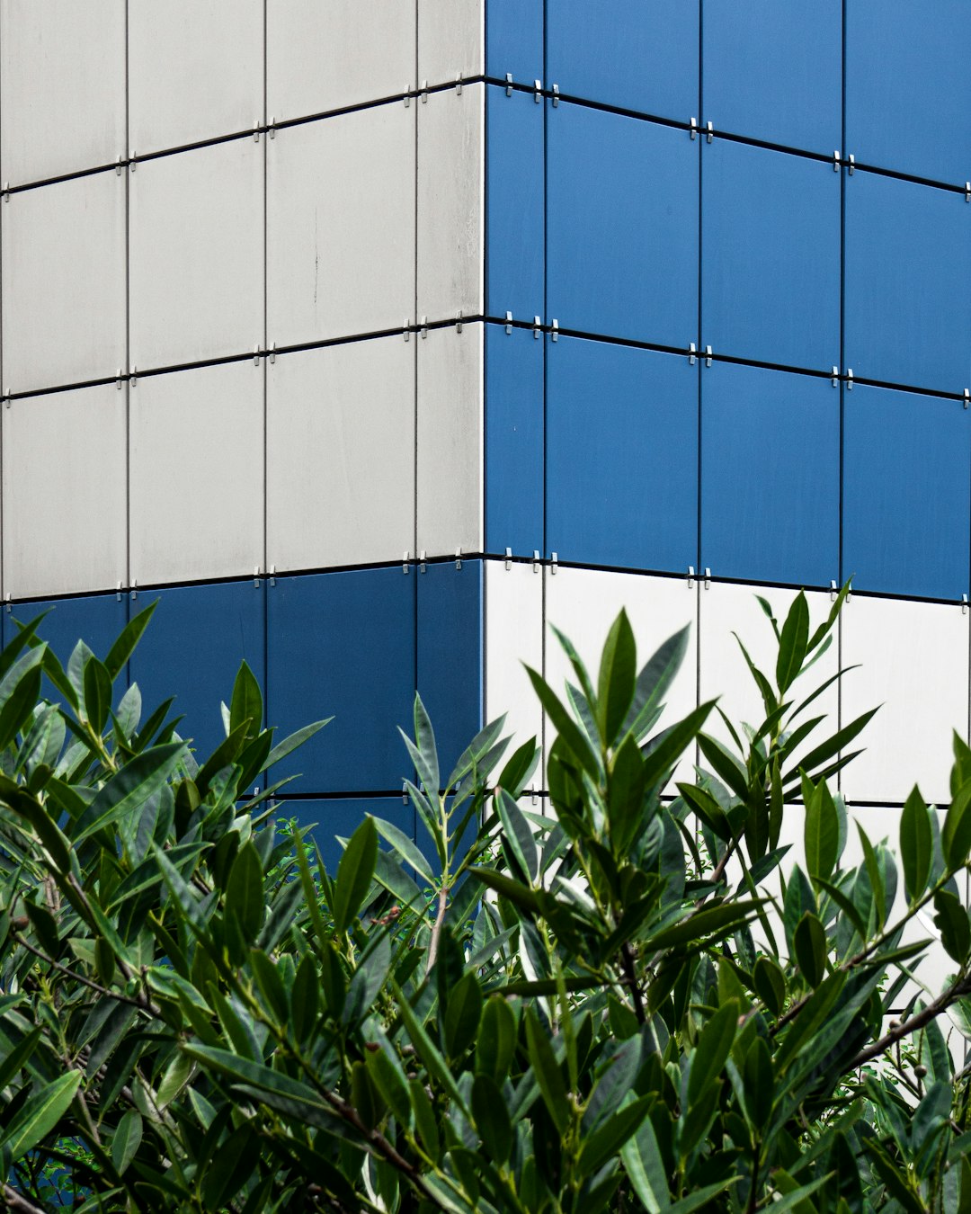 green plant near white concrete building