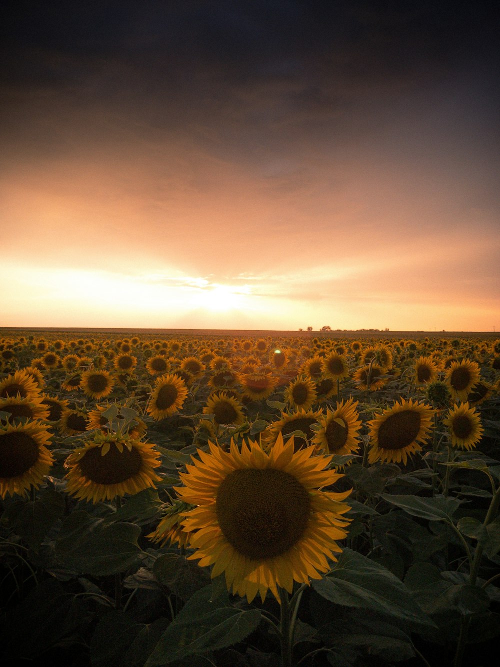 sunflower field under orange sky