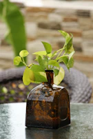 Delicate green leaves resting beside a clear glass apothecary bottle.