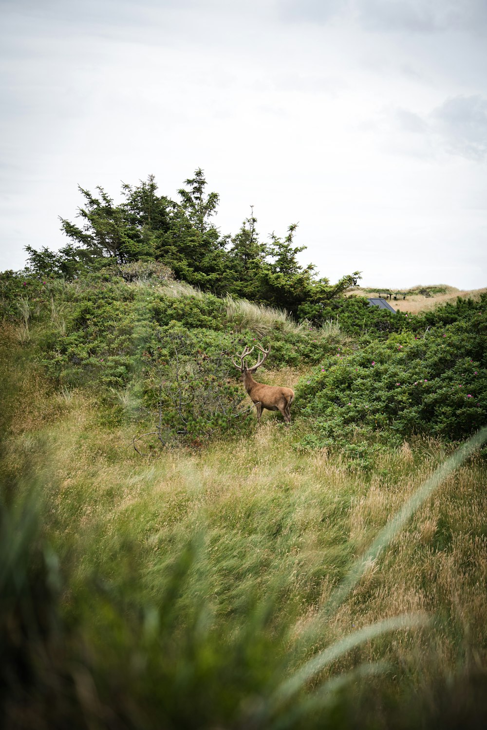 brown deer on green grass field during daytime