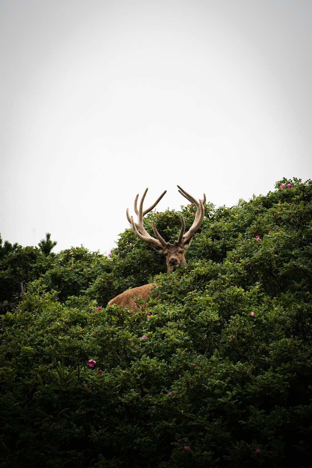 brown deer on green grass during daytime