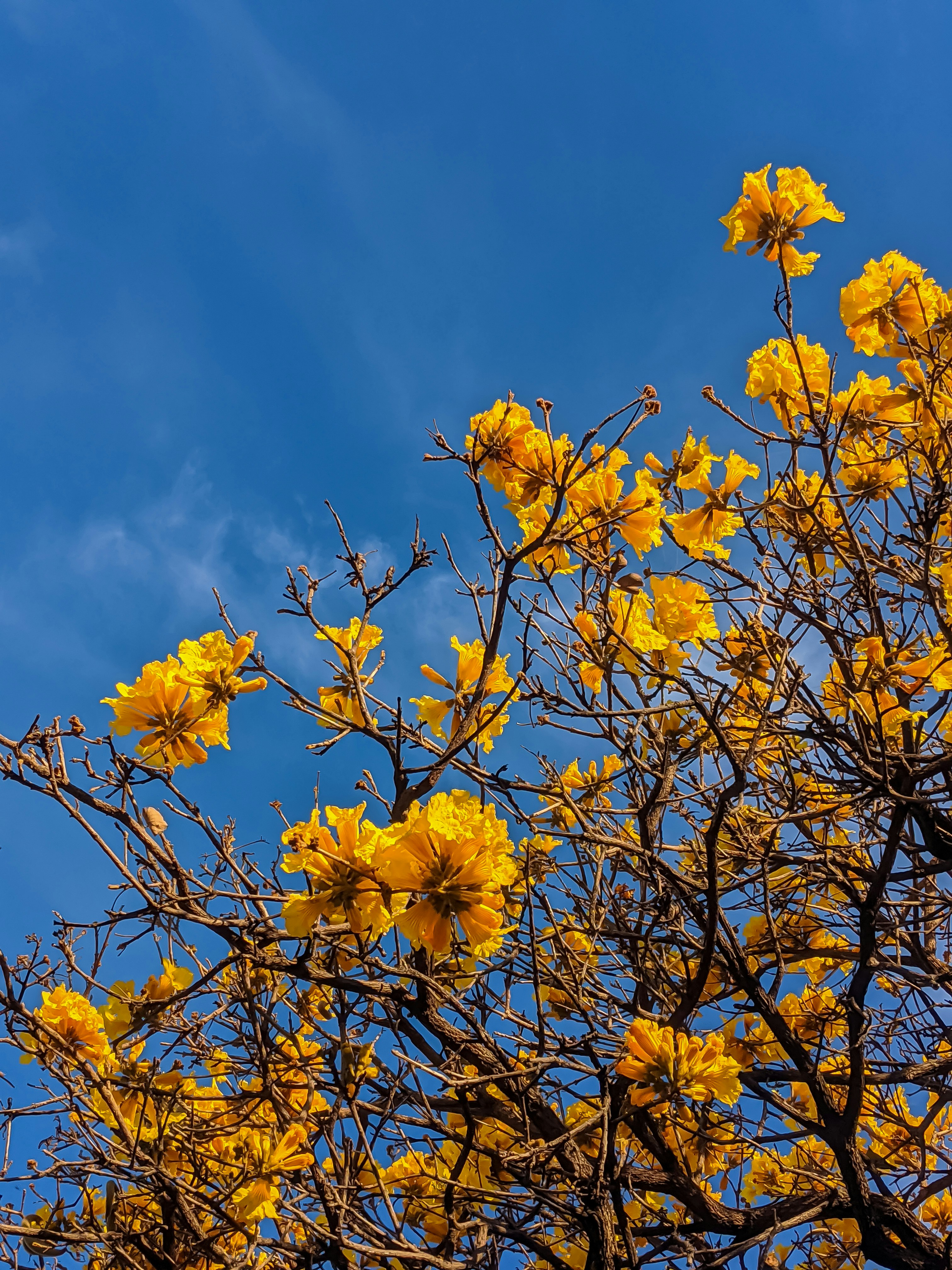 昼間の青空の下で茶色の木の枝に黄色い花の写真 Unsplashで見つけるhojaの無料写真