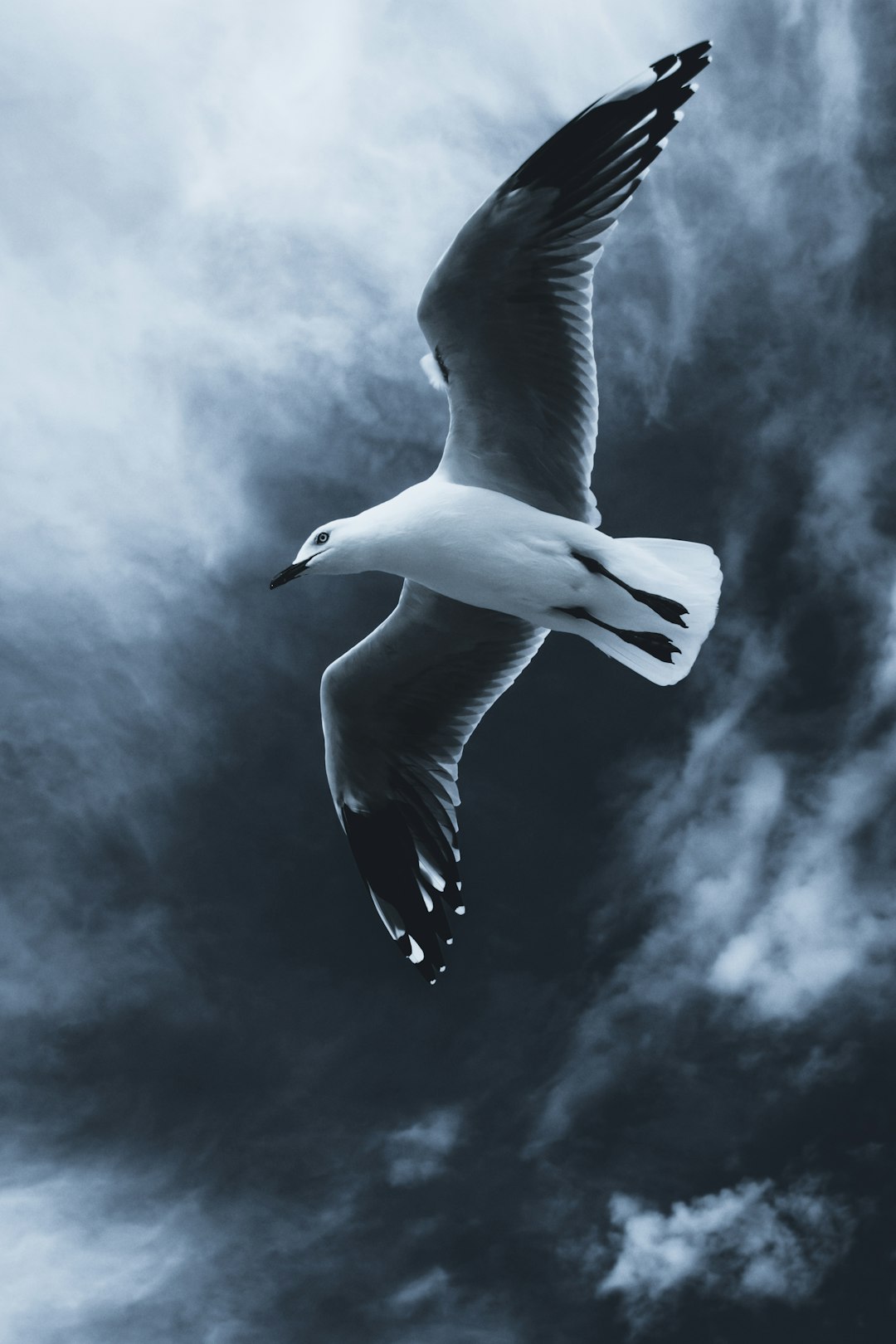  white and black bird flying seagull