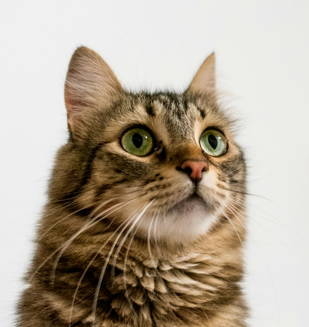 Braune Tabby-Katze auf weißem Hintergrund