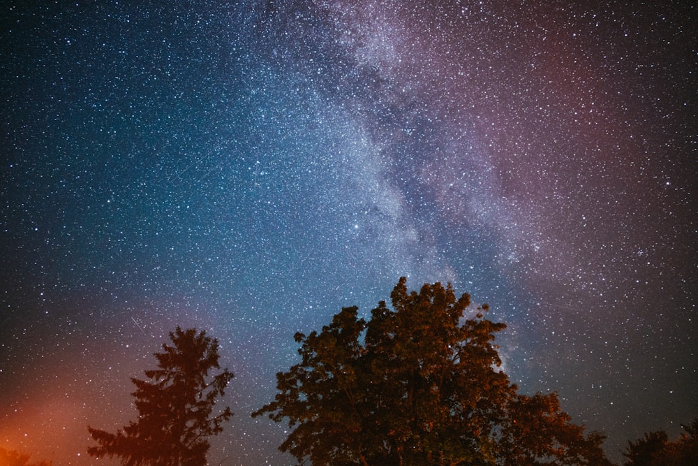 alberi verdi sotto il cielo blu durante la notte