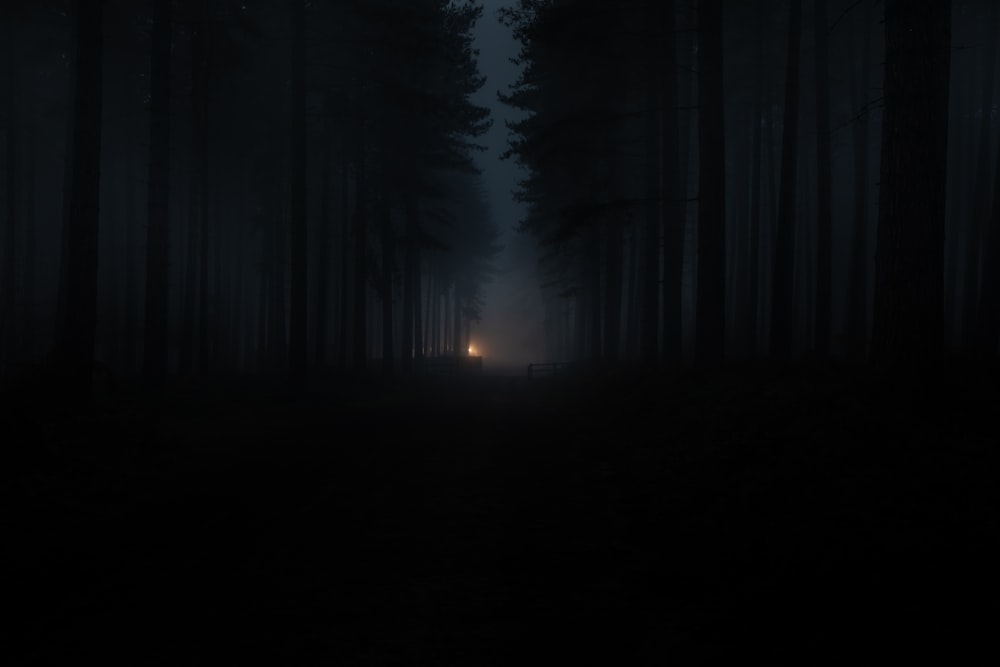 밤 시간 동안 숲에 서 있는 사람의 실루엣