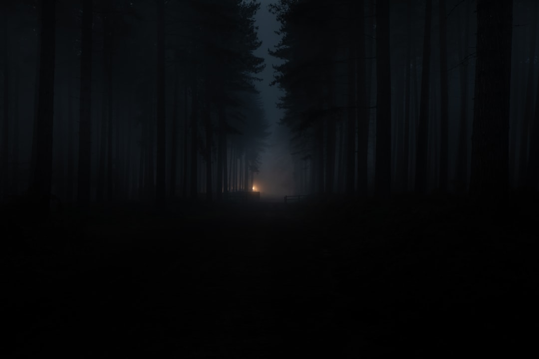 silhouette of person standing on forest during night time