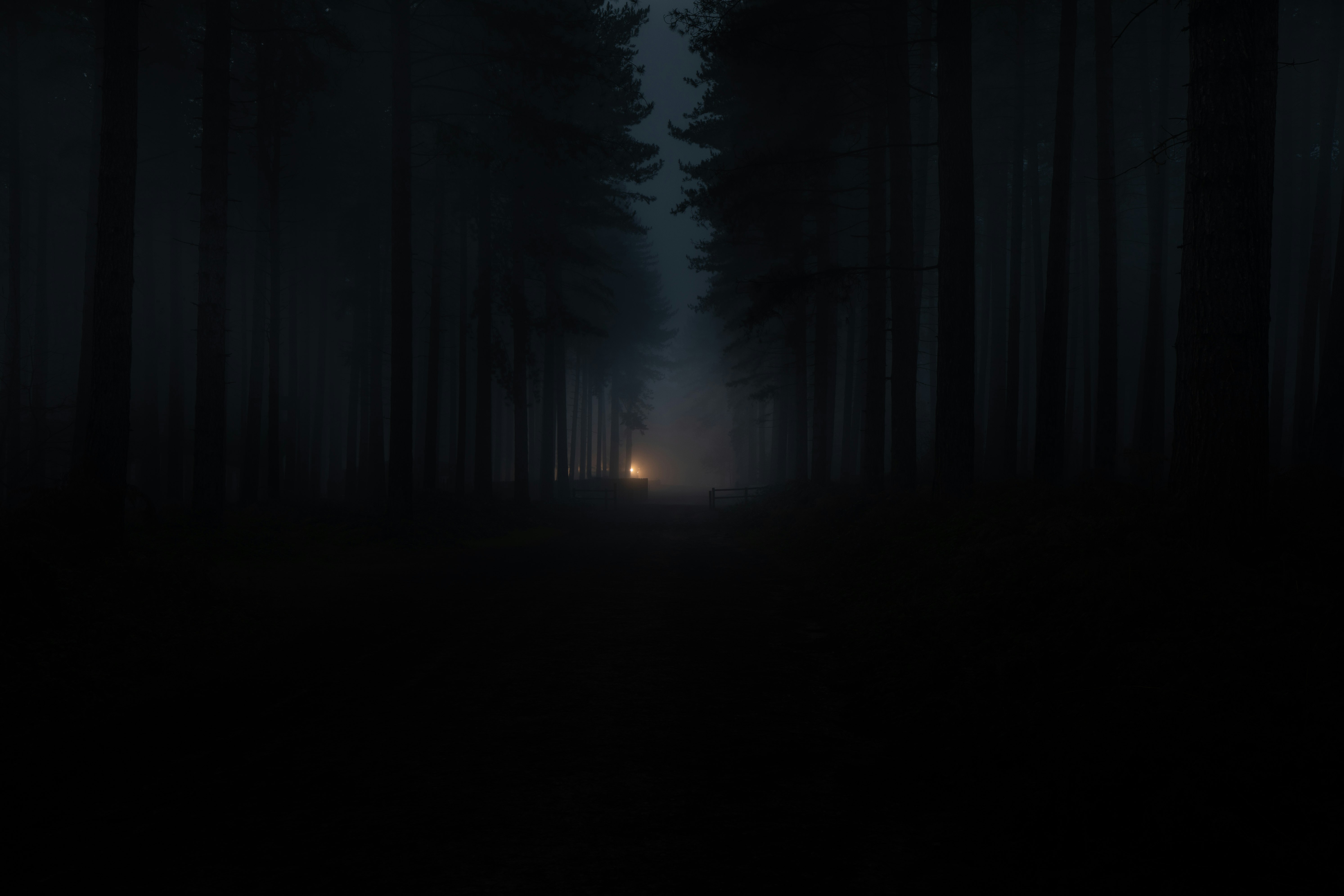 silhouette of person standing on forest during night time
