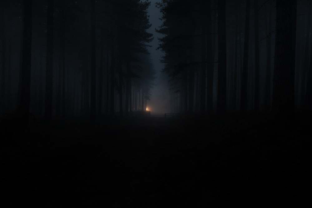 silhouette of person standing on forest during night time