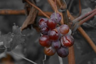 Close-up of grape clusters ready for harvest, rich in color and texture.