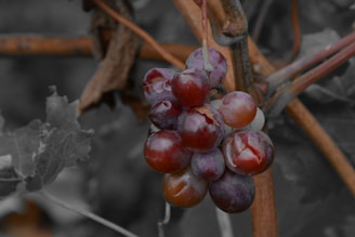 Close-up of grape clusters ready for harvest, rich in color and texture.