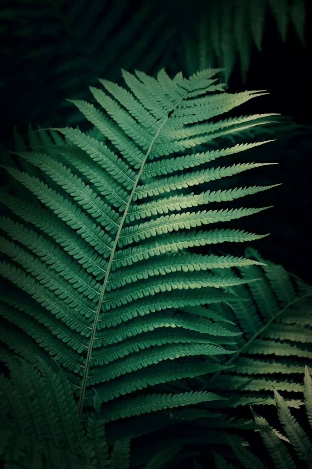 green fern plant in close up photography