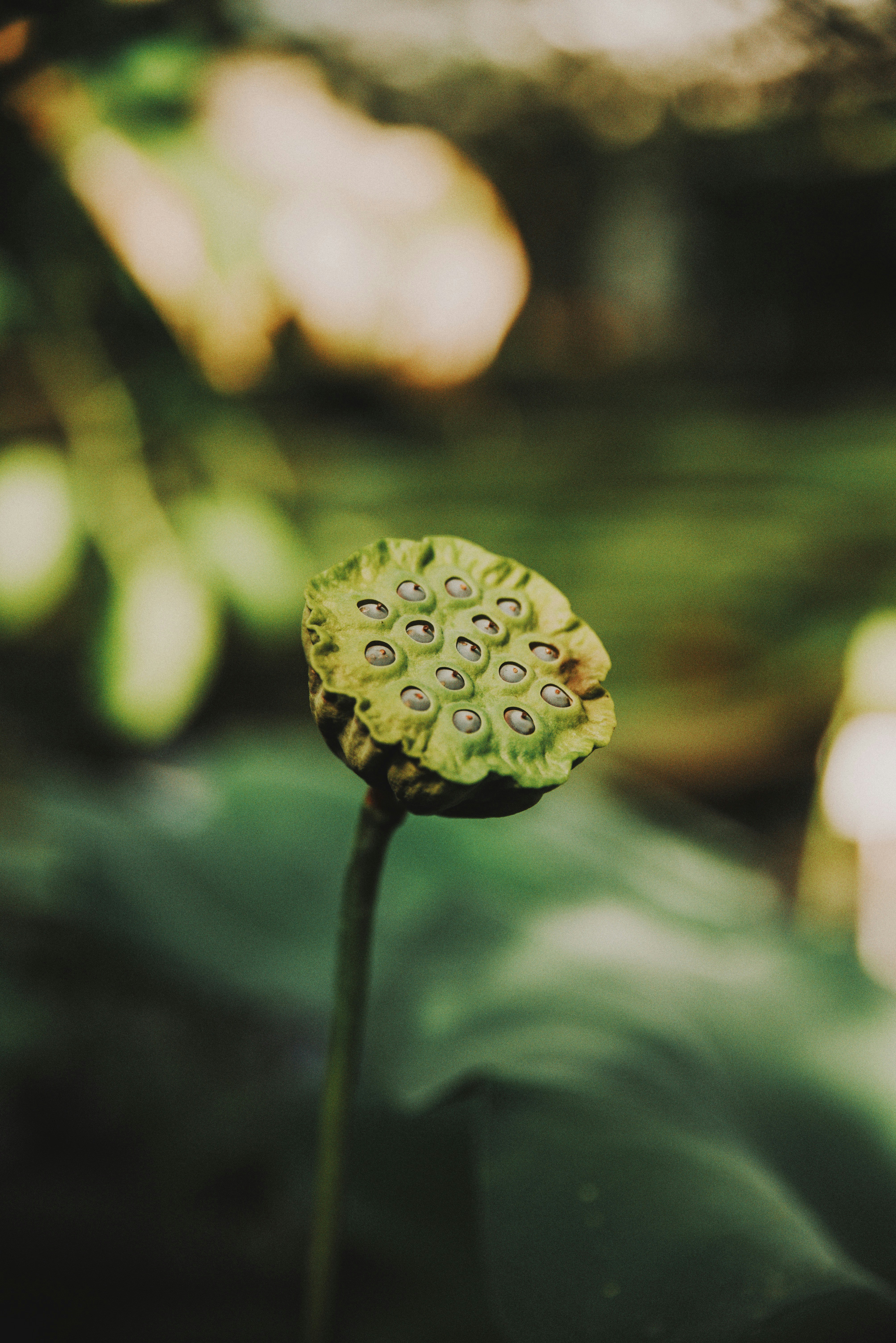 outdoor shower nature, wallpaper, DIY Camp Shower Ideas for Off Grid Living 5