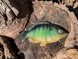 A green and yellow fish-shaped lure with dark stripes is positioned on a rough tree stump. The scene is bathed in sunlight, casting shadows on the textured wood surface.