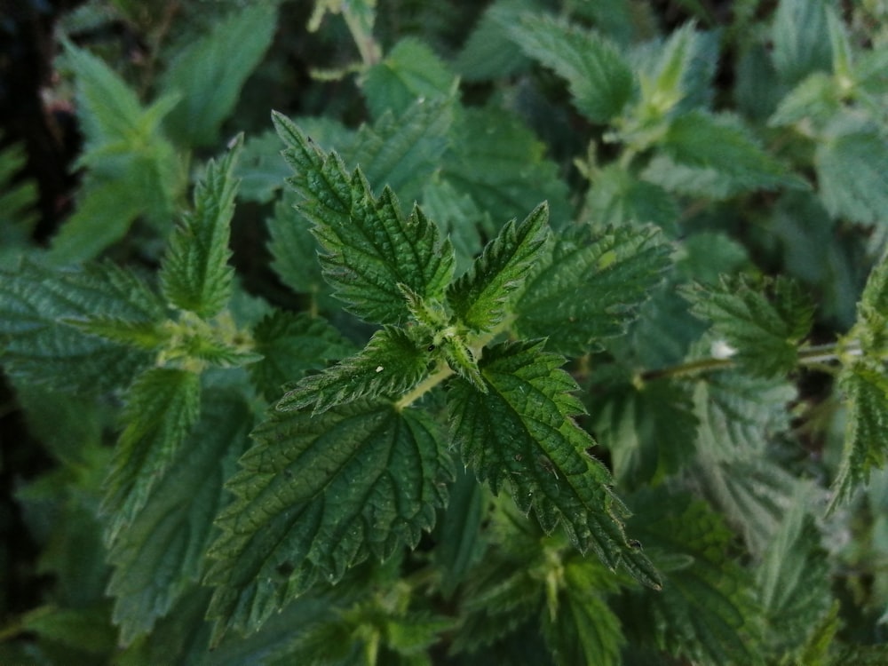 planta da folha verde na fotografia de perto