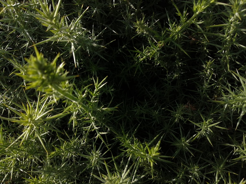 green grass in close up photography