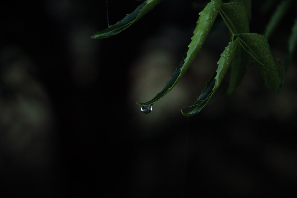 green leaf with water droplets