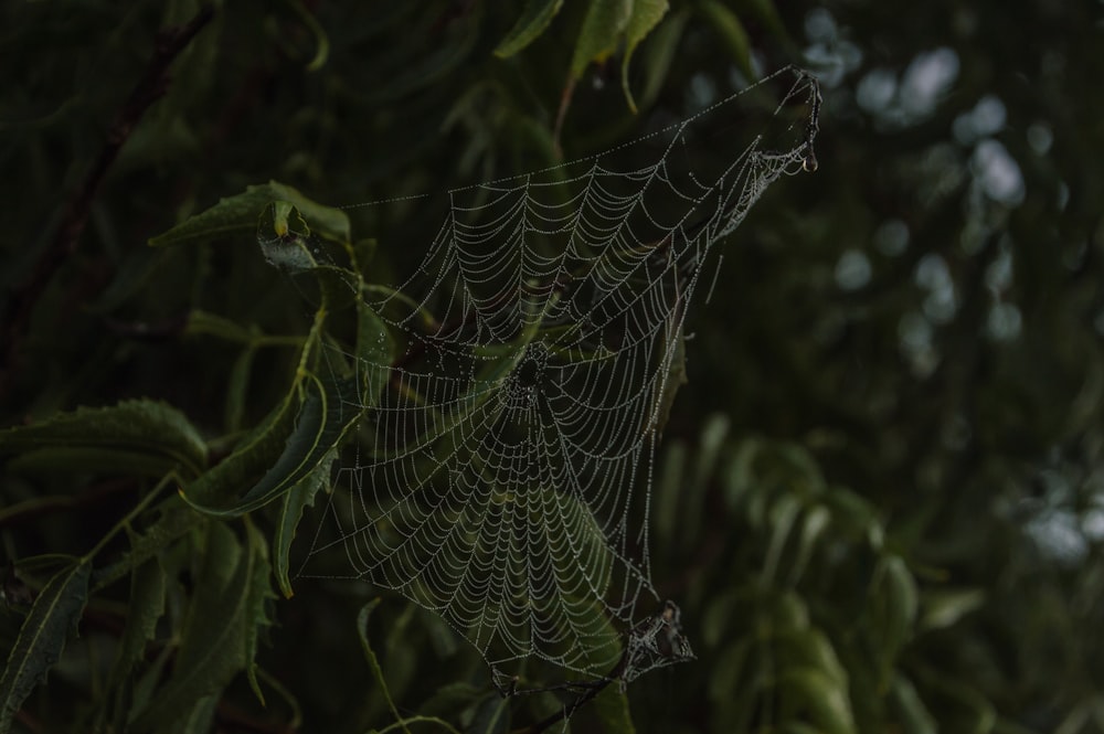 spider web on green plant