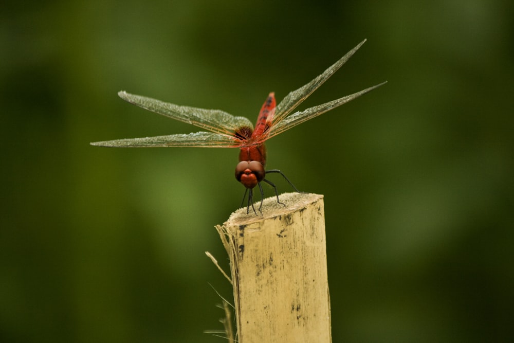 red dragonfly perched on brown wooden post during daytime
