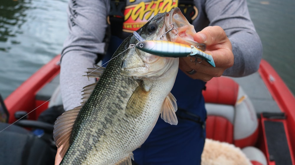 person holding silver fish during daytime