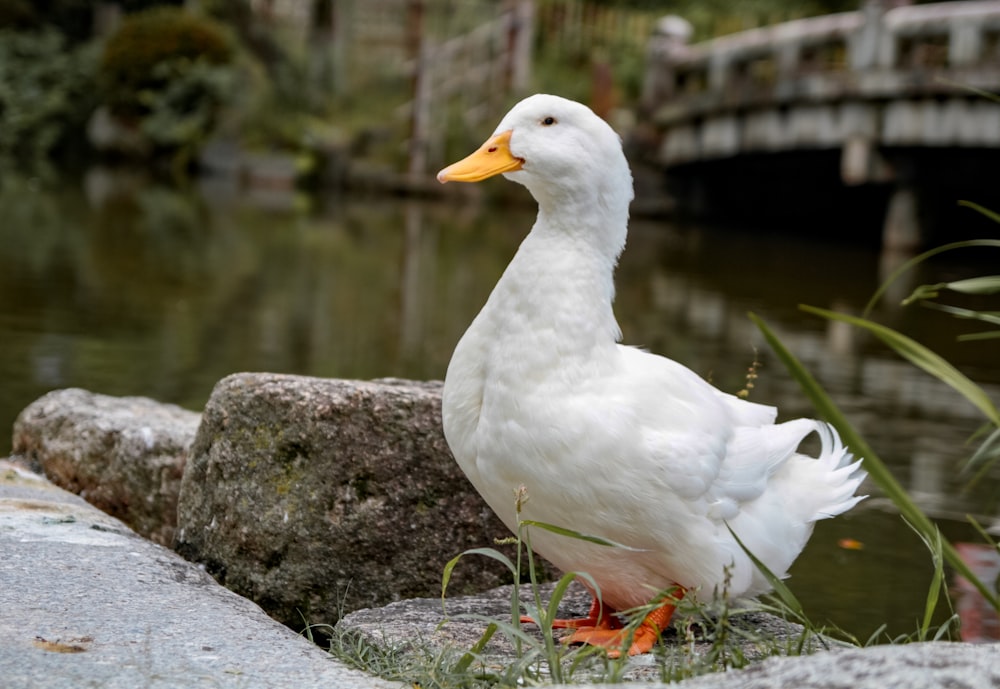 white duck on gray rock near body of water during daytime