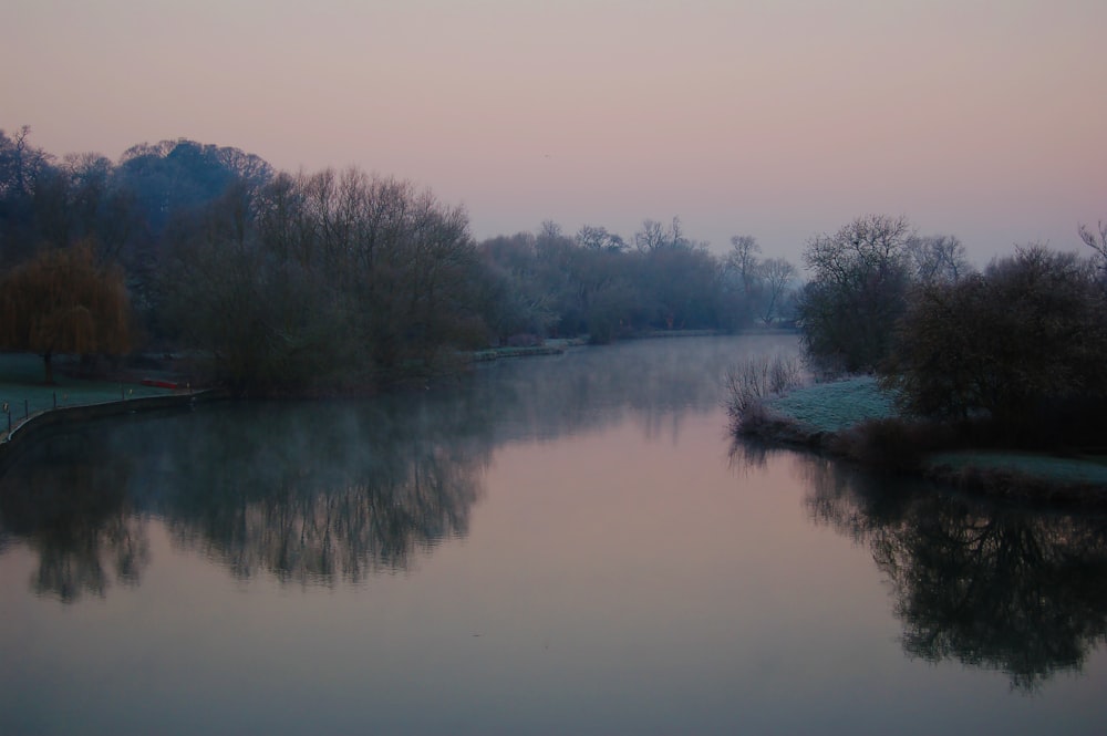 green trees beside river during daytime